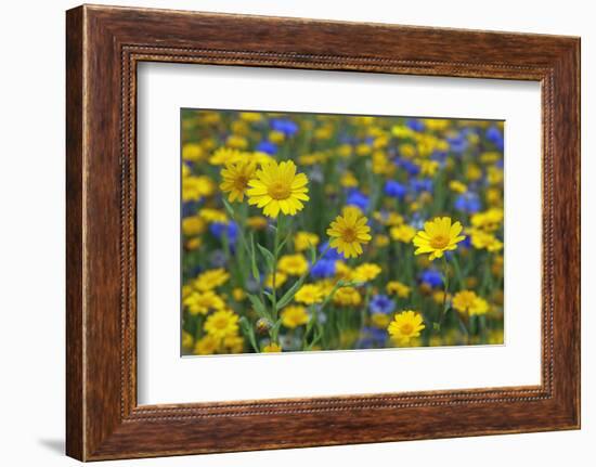 Corn Marigold (Chrysanthemum Segetum) And Cornflowers (Centaurea) In Flower, July, England, UK-Ernie Janes-Framed Photographic Print