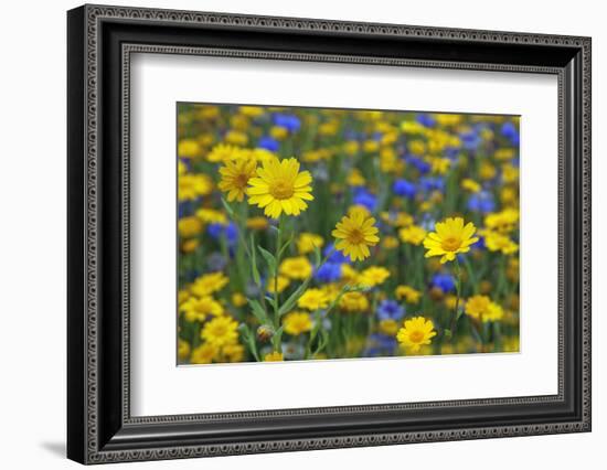 Corn Marigold (Chrysanthemum Segetum) And Cornflowers (Centaurea) In Flower, July, England, UK-Ernie Janes-Framed Photographic Print