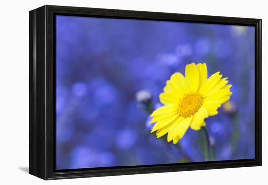 Corn Marigold in Bloom with Cornflowers in Background-null-Framed Premier Image Canvas