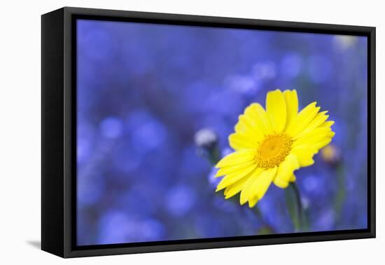 Corn Marigold in Bloom with Cornflowers in Background-null-Framed Premier Image Canvas