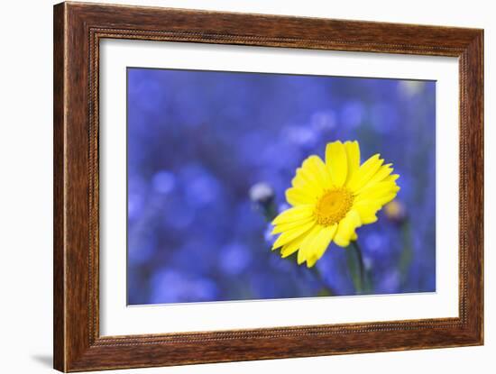 Corn Marigold in Bloom with Cornflowers in Background-null-Framed Photographic Print