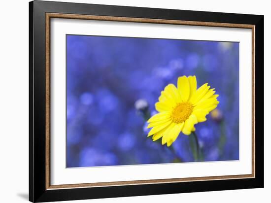 Corn Marigold in Bloom with Cornflowers in Background-null-Framed Photographic Print