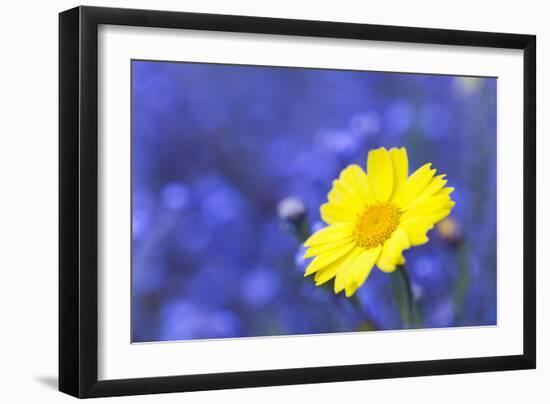 Corn Marigold in Bloom with Cornflowers in Background-null-Framed Photographic Print