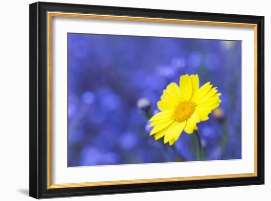 Corn Marigold in Bloom with Cornflowers in Background-null-Framed Photographic Print