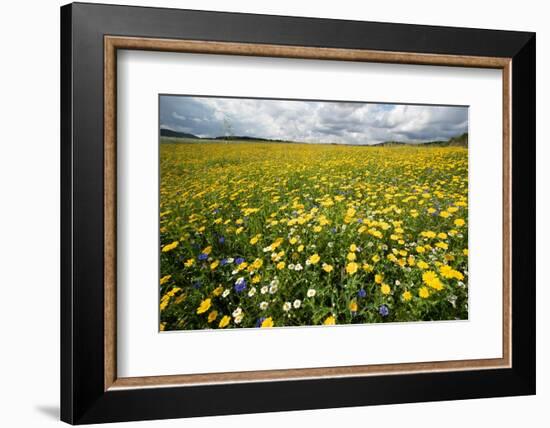 Corn marigolds growing on farmland, Scotland-null-Framed Photographic Print