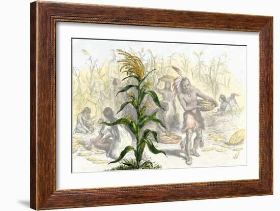 Corn, or Maize, Staple Food of the Native Americans-null-Framed Giclee Print