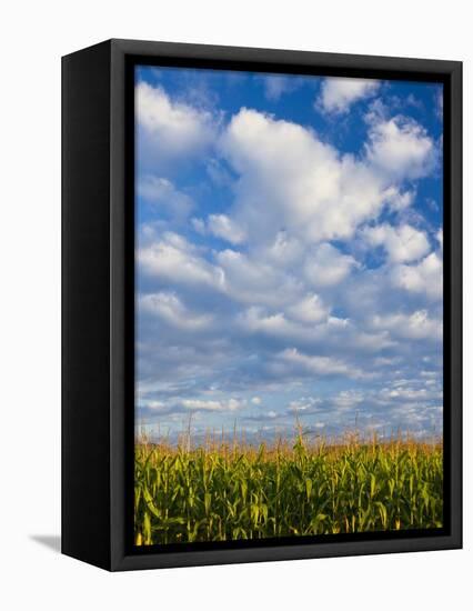 Corn Plants and Sky-Jim Craigmyle-Framed Premier Image Canvas