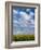 Corn Plants and Sky-Jim Craigmyle-Framed Photographic Print