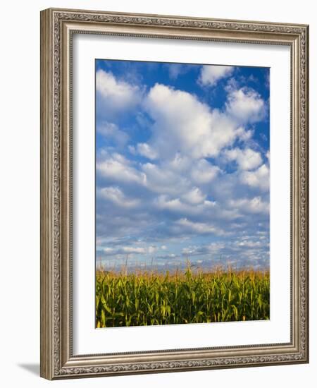 Corn Plants and Sky-Jim Craigmyle-Framed Photographic Print