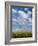 Corn Plants and Sky-Jim Craigmyle-Framed Photographic Print