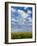 Corn Plants and Sky-Jim Craigmyle-Framed Photographic Print