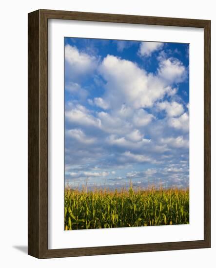 Corn Plants and Sky-Jim Craigmyle-Framed Photographic Print