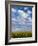 Corn Plants and Sky-Jim Craigmyle-Framed Photographic Print