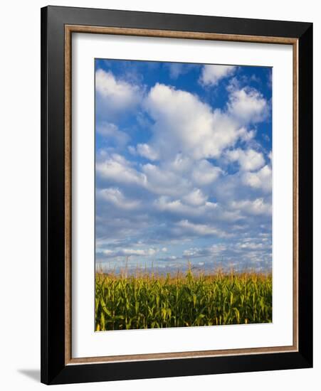 Corn Plants and Sky-Jim Craigmyle-Framed Photographic Print