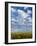 Corn Plants and Sky-Jim Craigmyle-Framed Photographic Print