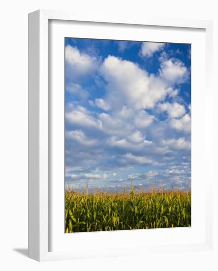 Corn Plants and Sky-Jim Craigmyle-Framed Photographic Print