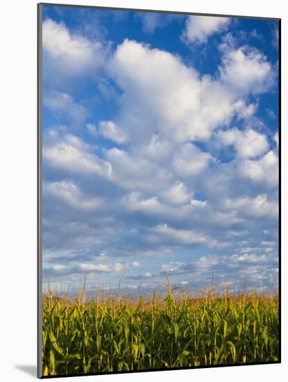 Corn Plants and Sky-Jim Craigmyle-Mounted Photographic Print