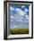 Corn Plants and Sky-Jim Craigmyle-Framed Photographic Print