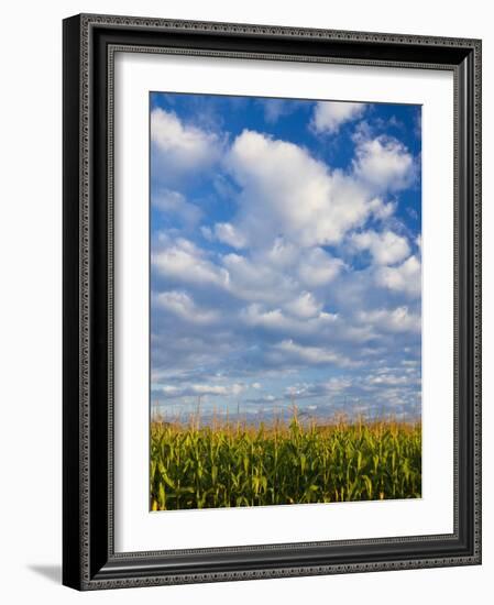 Corn Plants and Sky-Jim Craigmyle-Framed Photographic Print