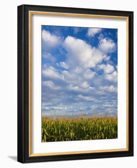 Corn Plants and Sky-Jim Craigmyle-Framed Photographic Print