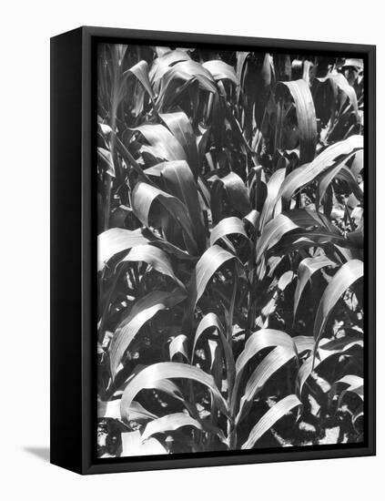 Corn Plants, Mexico, c.1929-Tina Modotti-Framed Premier Image Canvas