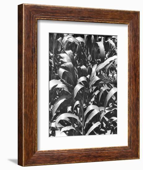 Corn Plants, Mexico, c.1929-Tina Modotti-Framed Giclee Print