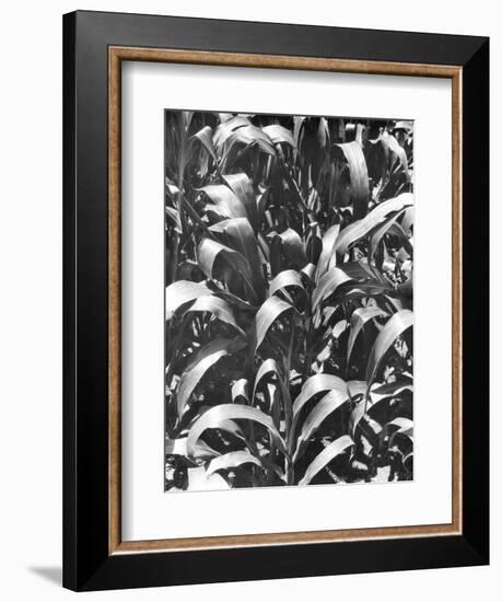 Corn Plants, Mexico, c.1929-Tina Modotti-Framed Giclee Print