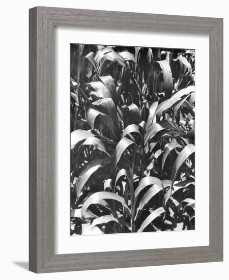 Corn Plants, Mexico, c.1929-Tina Modotti-Framed Giclee Print