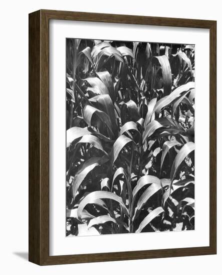 Corn Plants, Mexico, c.1929-Tina Modotti-Framed Giclee Print