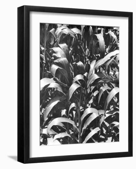 Corn Plants, Mexico, c.1929-Tina Modotti-Framed Giclee Print