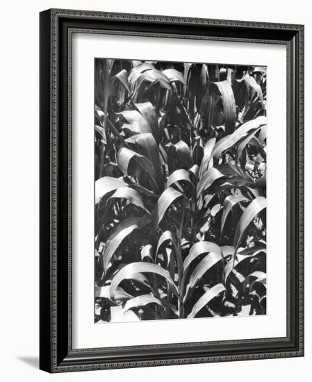 Corn Plants, Mexico, c.1929-Tina Modotti-Framed Giclee Print