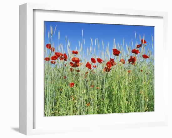 Corn Poppies (Papaver Rhoeas)-Bjorn Svensson-Framed Photographic Print