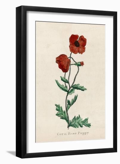 Corn Poppy or Corn Rose Poppy or Field Poppy-null-Framed Art Print