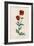 Corn Poppy or Corn Rose Poppy or Field Poppy-null-Framed Art Print