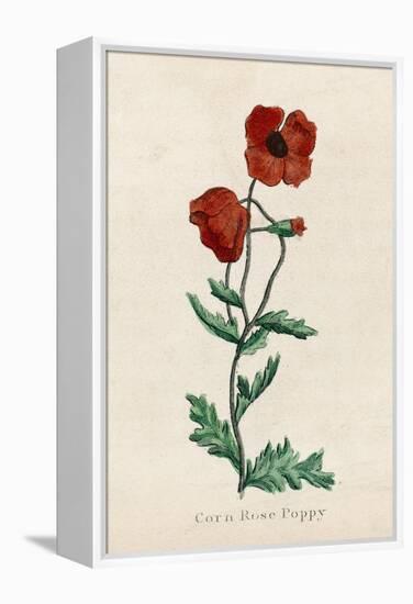 Corn Poppy or Corn Rose Poppy or Field Poppy-null-Framed Stretched Canvas