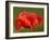 Corn Poppy, Papaver Rhoeas, Bielefeld, Nordrhein Westfalen, Germany-Thorsten Milse-Framed Photographic Print