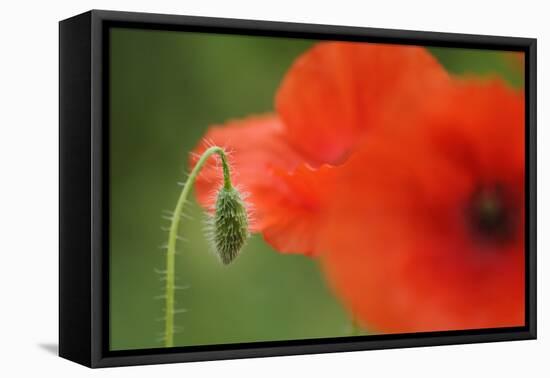 Corn Poppy, Papaver Rhoeas, Bud and Blossoms, Close-Up-Andreas Keil-Framed Premier Image Canvas