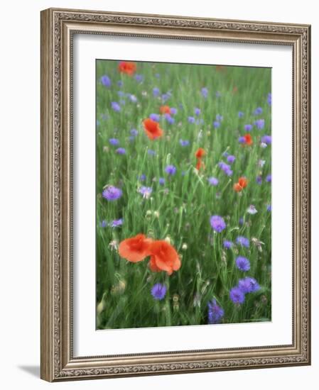 Corn Poppy (Papaver Rhoeas), Double Exposure, Fuerstenfeldbruck, Germany, Europe-Jochen Schlenker-Framed Photographic Print