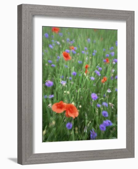 Corn Poppy (Papaver Rhoeas), Double Exposure, Fuerstenfeldbruck, Germany, Europe-Jochen Schlenker-Framed Photographic Print