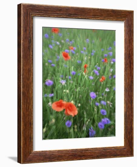 Corn Poppy (Papaver Rhoeas), Double Exposure, Fuerstenfeldbruck, Germany, Europe-Jochen Schlenker-Framed Photographic Print