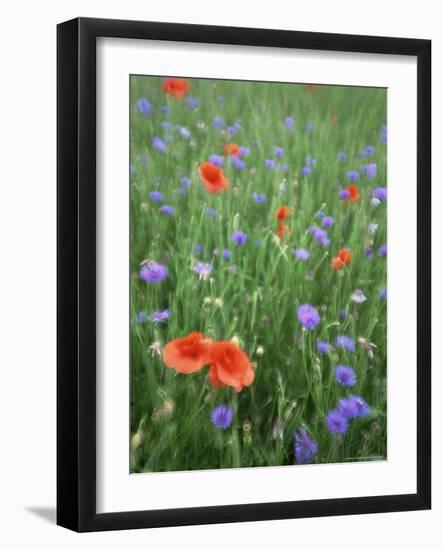 Corn Poppy (Papaver Rhoeas), Double Exposure, Fuerstenfeldbruck, Germany, Europe-Jochen Schlenker-Framed Photographic Print