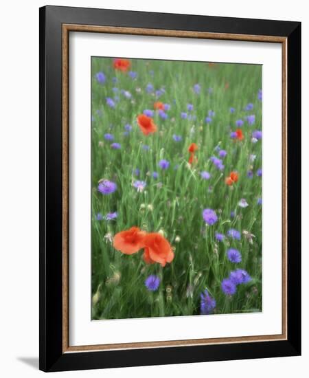 Corn Poppy (Papaver Rhoeas), Double Exposure, Fuerstenfeldbruck, Germany, Europe-Jochen Schlenker-Framed Photographic Print