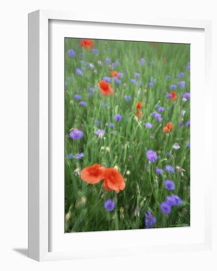 Corn Poppy (Papaver Rhoeas), Double Exposure, Fuerstenfeldbruck, Germany, Europe-Jochen Schlenker-Framed Photographic Print