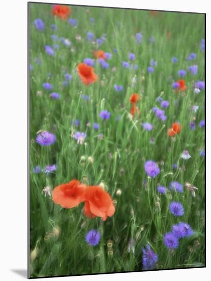 Corn Poppy (Papaver Rhoeas), Double Exposure, Fuerstenfeldbruck, Germany, Europe-Jochen Schlenker-Mounted Photographic Print