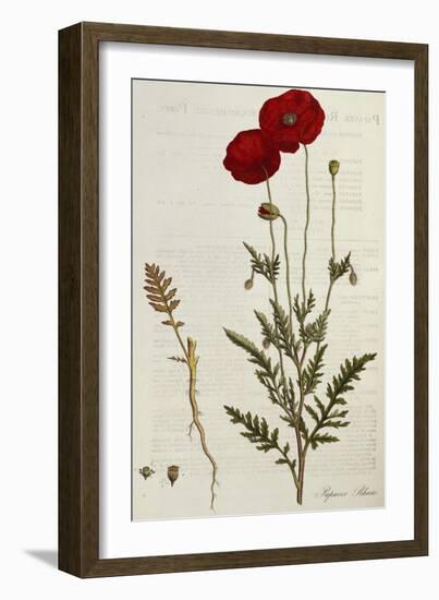 Corn Poppy, Papaver Rhoeas, Flora Londinensis, 1775-1798-null-Framed Giclee Print