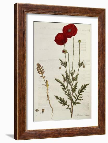 Corn Poppy, Papaver Rhoeas, Flora Londinensis, 1775-1798-null-Framed Giclee Print