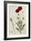 Corn Poppy, Papaver Rhoeas, Flora Londinensis, 1775-1798-null-Framed Giclee Print