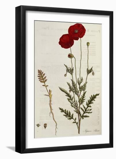 Corn Poppy, Papaver Rhoeas, Flora Londinensis, 1775-1798-null-Framed Giclee Print