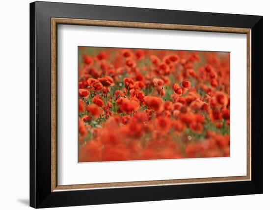 Corn Poppy, Papaver Rhoeas, Summer-Raimund Linke-Framed Photographic Print