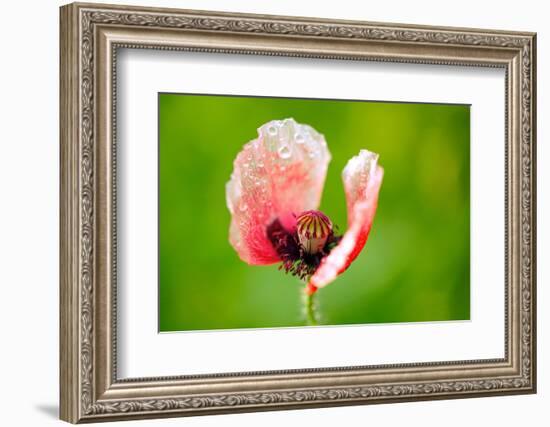 Corn Poppy, Papaver Rhoeas-Alfons Rumberger-Framed Photographic Print